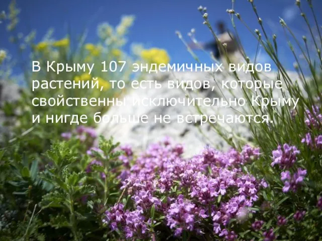 В Крыму 107 эндемичных видов растений, то есть видов, которые свойственны исключительно