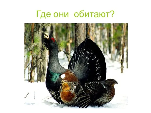 Где они обитают?