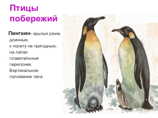 Птицы побережий Пингвин- крылья узкие, длинные, к полету не пригодные, на лапах