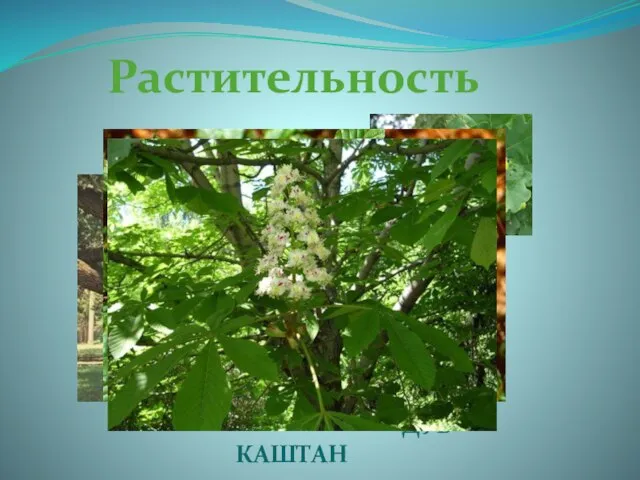 Растительность