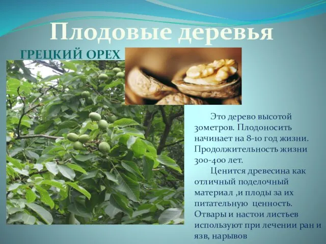 Плодовые деревья Это дерево высотой 30метров. Плодоносить начинает на 8-10 год жизни.