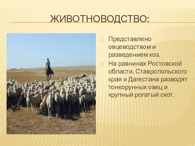 ЖИВОТНОВОДСТВО: Представлено овцеводством и разведением коз. На равнинах Ростовской области, Ставропольского края