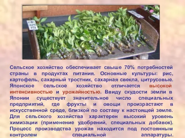 Сельское хозяйство обеспечивает свыше 70% потребностей страны в продуктах питания. Основные культуры: