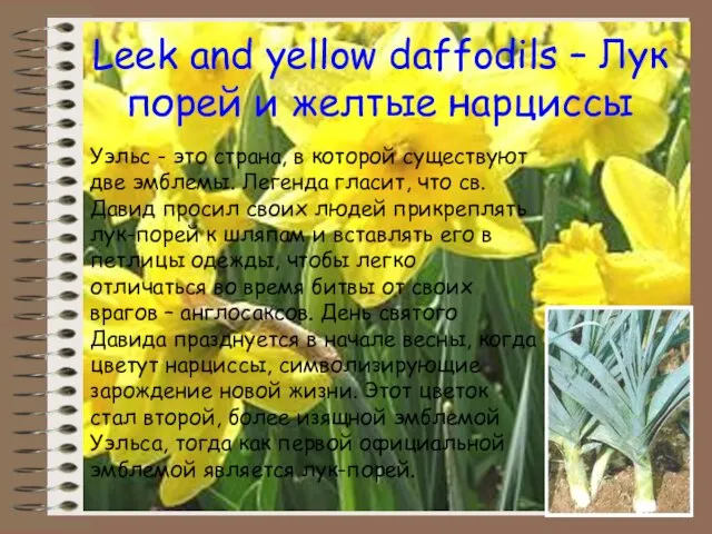 Leek and yellow daffodils – Лук порей и желтые нарциссы Уэльс -