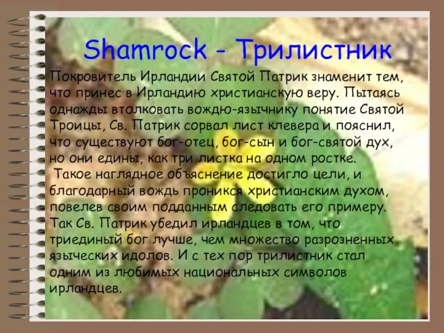 Shamrock - Трилистник Покровитель Ирландии Святой Патрик знаменит тем, что принес в