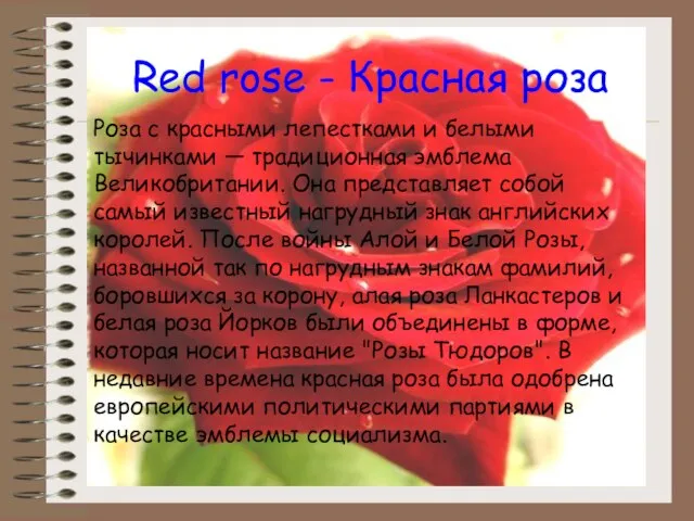 Red rose - Красная роза Роза с красными лепестками и белыми тычинками