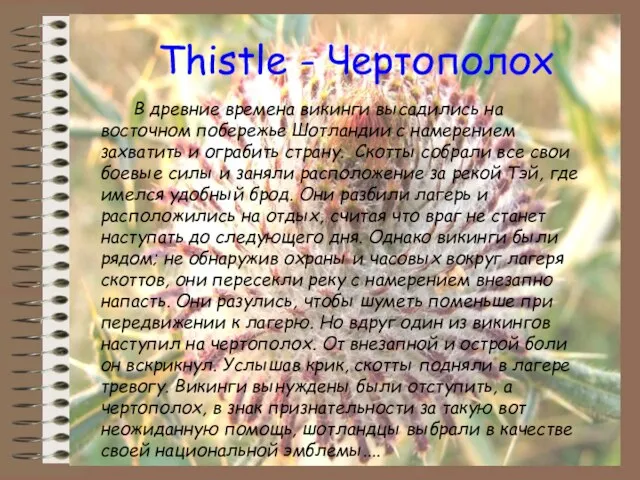 Thistle - Чертополох В древние времена викинги высадились на восточном побережье Шотландии