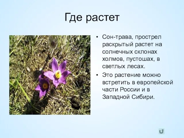 Где растет Сон-трава, прострел раскрытый растет на солнечных склонах холмов, пустошах, в