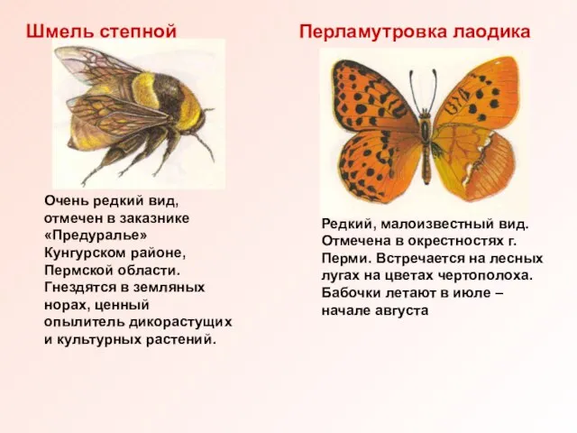 Шмель степной Перламутровка лаодика Очень редкий вид, отмечен в заказнике «Предуралье» Кунгурском