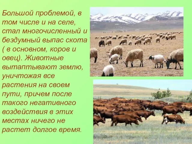 Большой проблемой, в том числе и на селе, стал многочисленный и бездумный