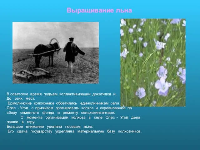 Выращивание льна В советское время подъем коллективизации докатился и До этих мест.