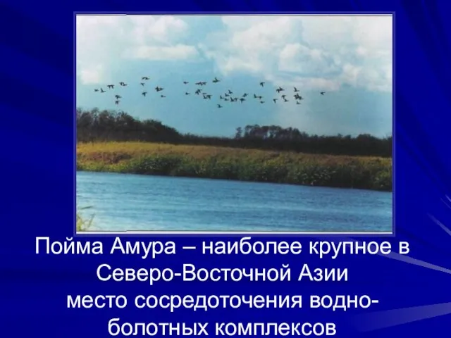 Пойма Амура – наиболее крупное в Северо-Восточной Азии место сосредоточения водно-болотных комплексов