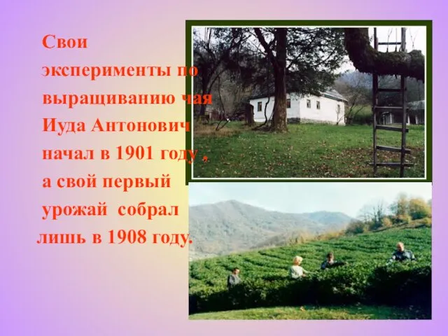 Свои эксперименты по выращиванию чая Иуда Антонович начал в 1901 году ,