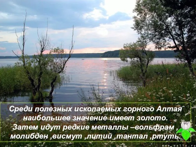 Среди полезных ископаемых горного Алтая наибольшее значение имеет золото. Затем идут редкие