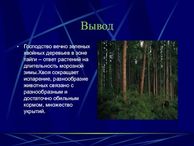 Вывод Господство вечно зеленых хвойных деревьев в зоне тайги – ответ растений