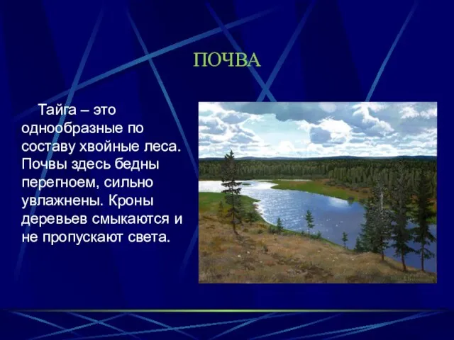 ПОЧВА Тайга – это однообразные по составу хвойные леса. Почвы здесь бедны