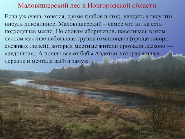 Маловишерский лес в Новгородской области Если уж очень хочется, кроме грибов и