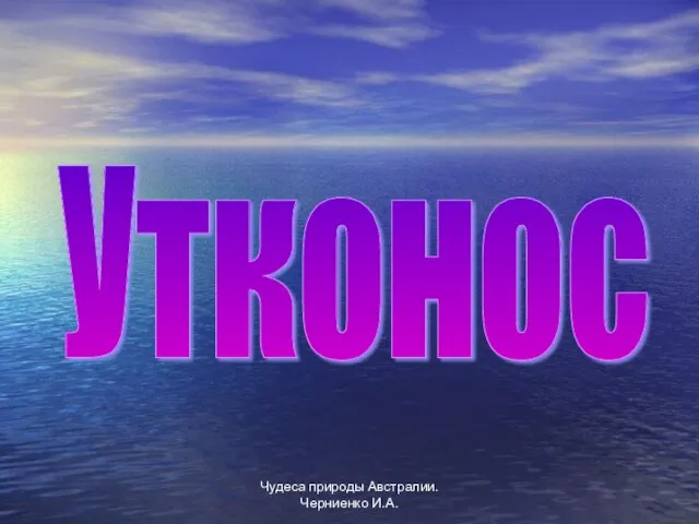 Чудеса природы Австралии. Черниенко И.А. Утконос