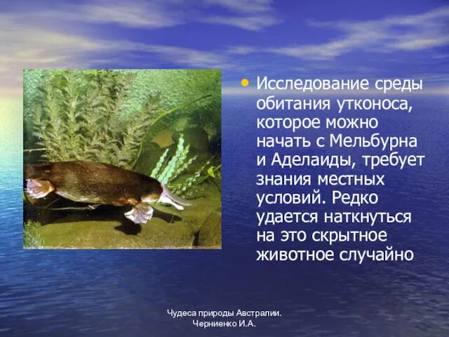 Чудеса природы Австралии. Черниенко И.А. Исследование среды обитания утконоса, которое можно начать