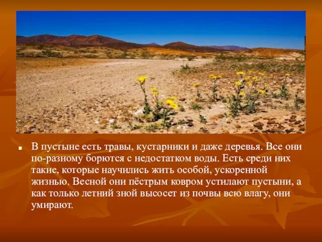 В пустыне есть травы, кустарники и даже деревья. Все они по-разному борются