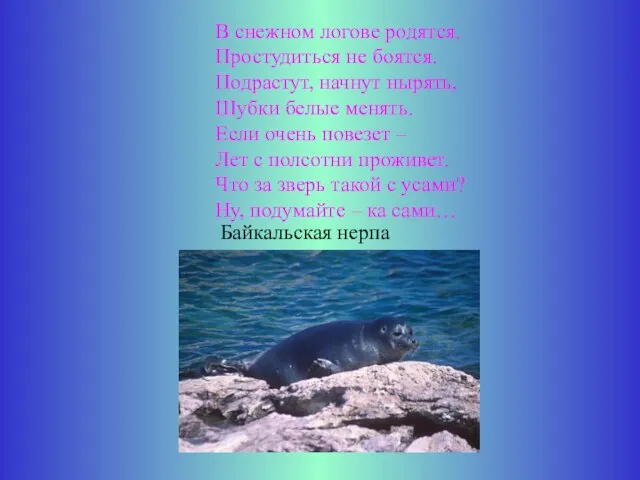 В снежном логове родятся. Простудиться не боятся. Подрастут, начнут нырять, Шубки белые