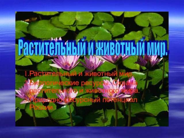 Растительный и животный мир. Биологические ресурсы. Охрана растительного и животного мира. Природно-ресурсный