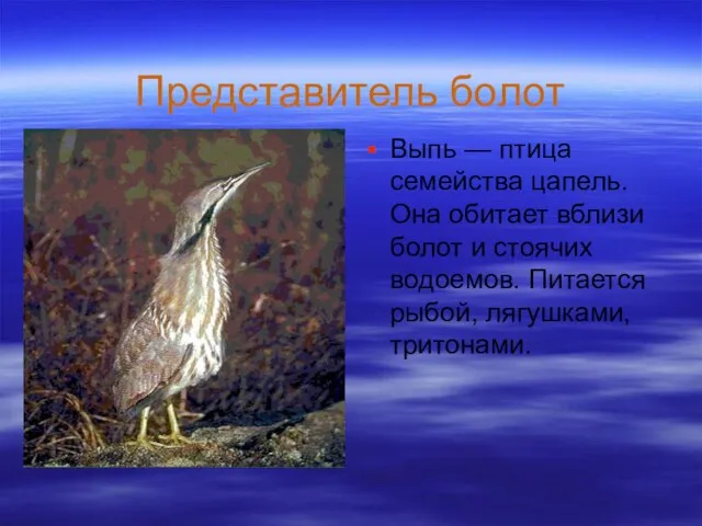 Представитель болот Выпь — птица семейства цапель. Она обитает вблизи болот и
