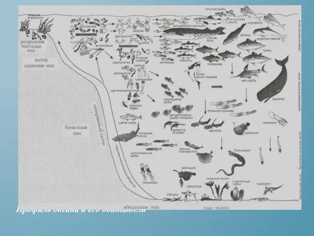 Профиль океана и его обитатели
