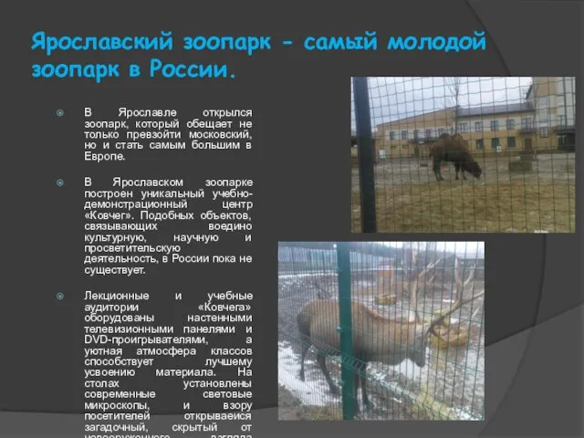 Ярославский зоопарк - самый молодой зоопарк в России. В Ярославле открылся зоопарк,