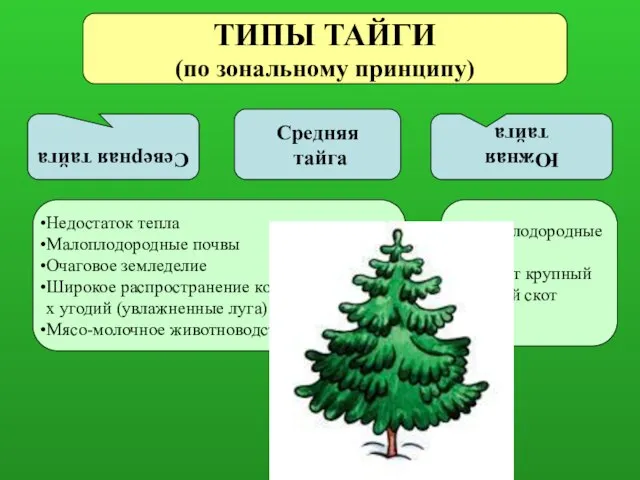 Северная тайга Средняя тайга Южная тайга Более плодородные почвы Разводят крупный рогатый