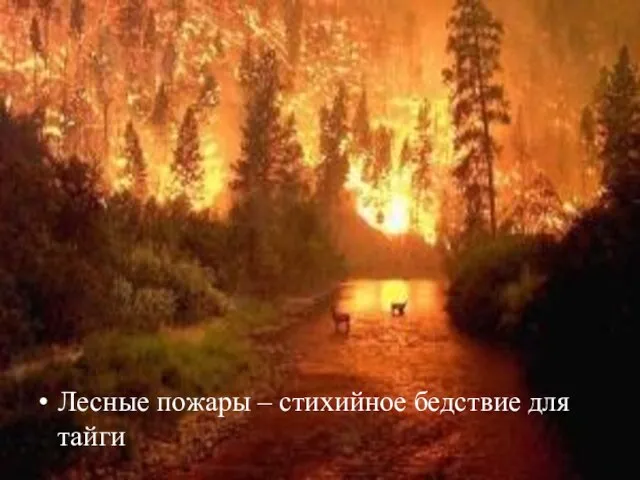 Лесные пожары – стихийное бедствие для тайги