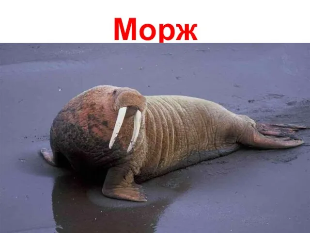 Морж