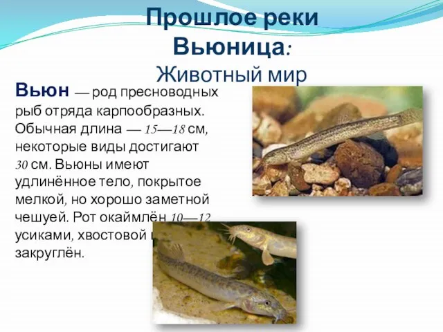 Прошлое реки Вьюница: Животный мир Вьюн — род пресноводных рыб отряда карпообразных.