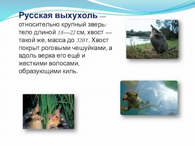 Русская выхухоль — относительно крупный зверь: тело длиной 18—22 см, хвост —