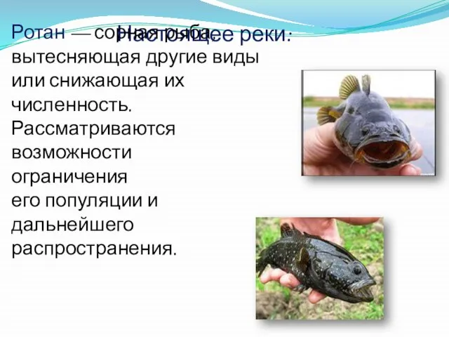 Настоящее реки: Ротан — сорная рыба, вытесняющая другие виды или снижающая их