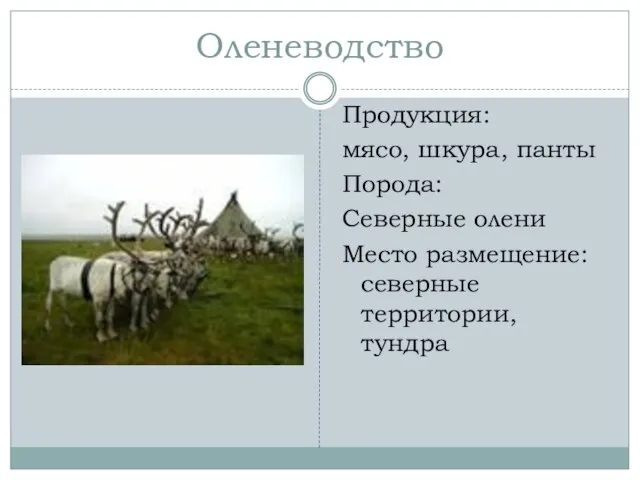 Оленеводство Продукция: мясо, шкура, панты Порода: Северные олени Место размещение: северные территории, тундра