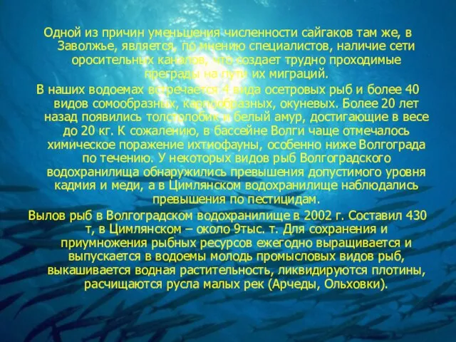 Одной из причин уменьшения численности сайгаков там же, в Заволжье, является, по