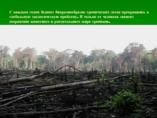 С каждым годом беднеет биоразнообразие тропических лесов превращаясь в глобальную экологическую проблему.