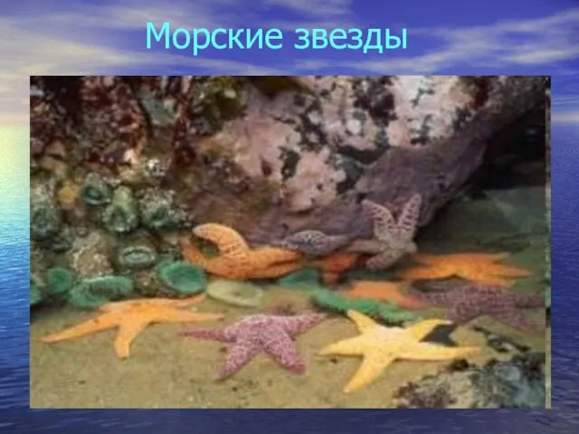 Морские звезды