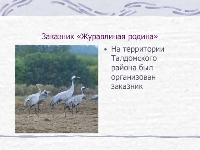 Заказник «Журавлиная родина» На территории Талдомского района был организован заказник