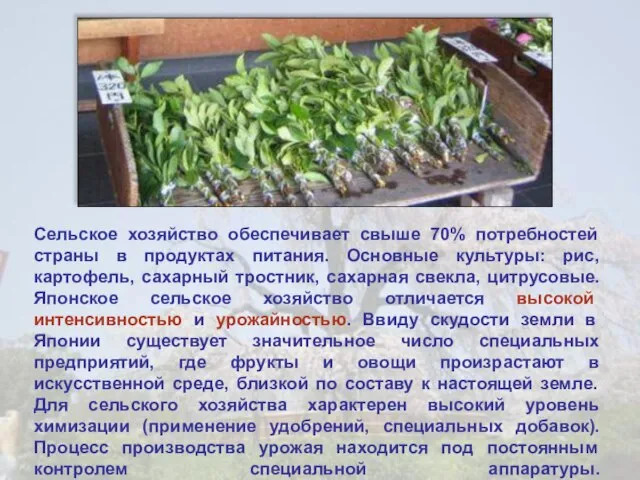 Сельское хозяйство обеспечивает свыше 70% потребностей страны в продуктах питания. Основные культуры: