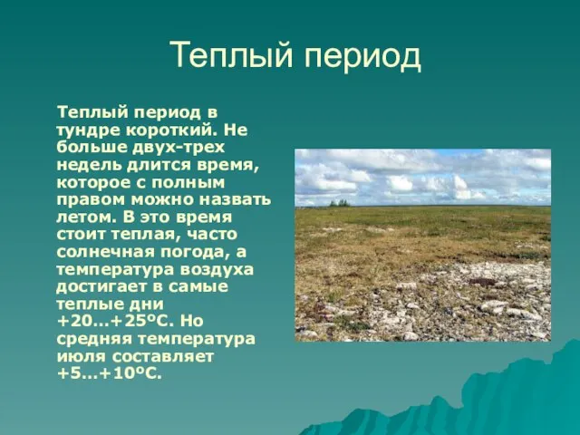 Теплый период Теплый период в тундре короткий. Не больше двух-трех недель длится