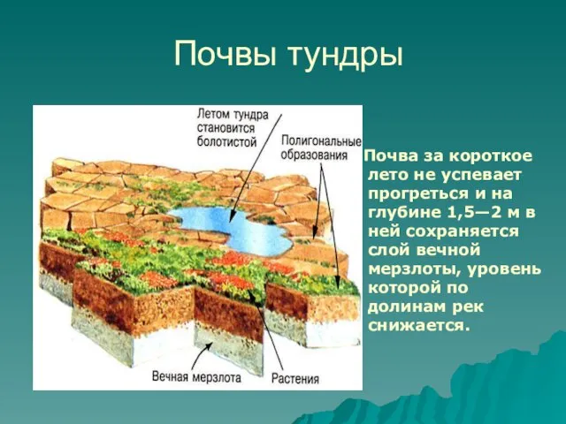 Почвы тундры Почва за короткое лето не успевает прогреться и на глубине