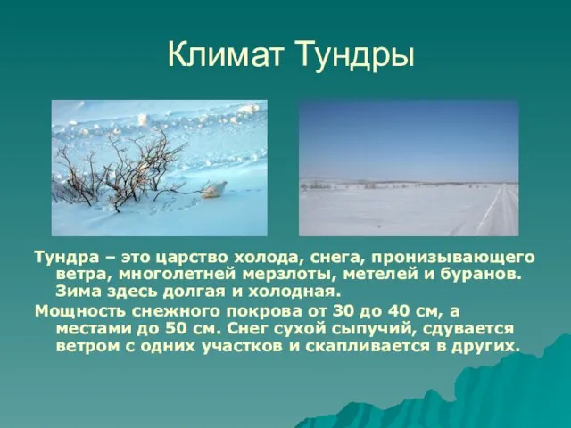 Климат Тундры Тундра – это царство холода, снега, пронизывающего ветра, многолетней мерзлоты,