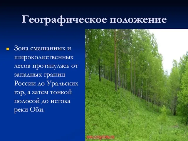 Географическое положение Зона смешанных и широколиственных лесов протянулась от западных границ России