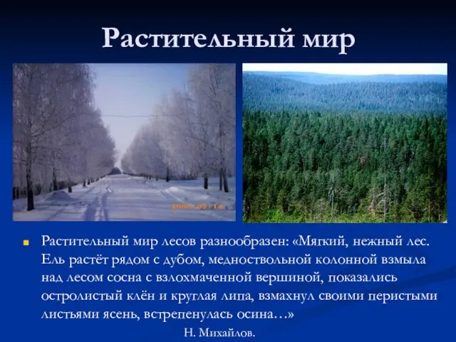 Растительный мир Растительный мир лесов разнообразен: «Мягкий, нежный лес. Ель растёт рядом