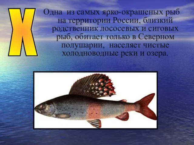 Х Одна из самых ярко-окрашеных рыб на территории России, близкий родственник лососевых