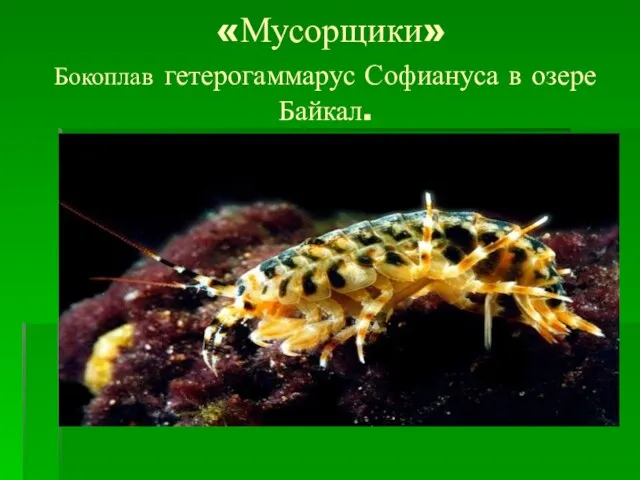 «Мусорщики» Бокоплав гетерогаммарус Софиануса в озере Байкал.