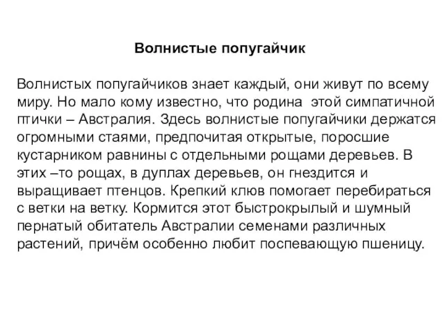 Волнистые попугайчик Волнистых попугайчиков знает каждый, они живут по всему миру. Но