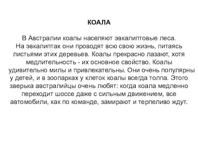 КОАЛА В Австралии коалы населяют эвкалиптовые леса. На эвкалиптах они проводят всю